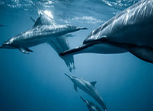 QQ体育直播-看点：继续冲金 中国军团能否创境外最佳战绩？